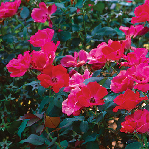Knock Out® rose - FineGardening