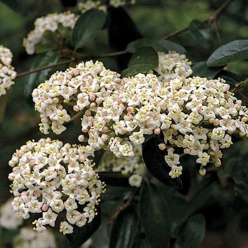 Viburnum × burkwoodii 'Conoy' FineGardening