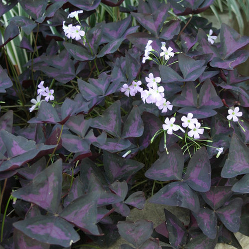 Oxalis - Fine Gardening