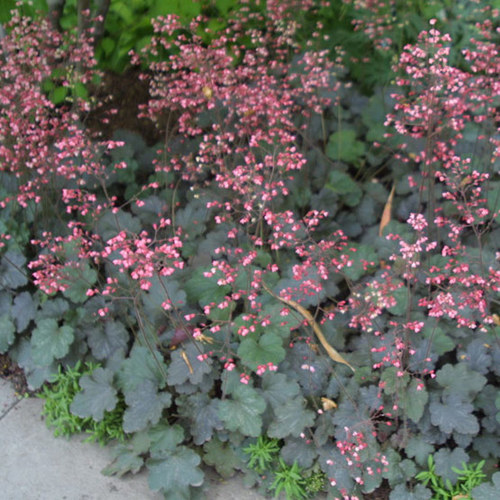 'Cherries Jubilee' heuchera FineGardening