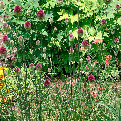 Drumstick allium FineGardening