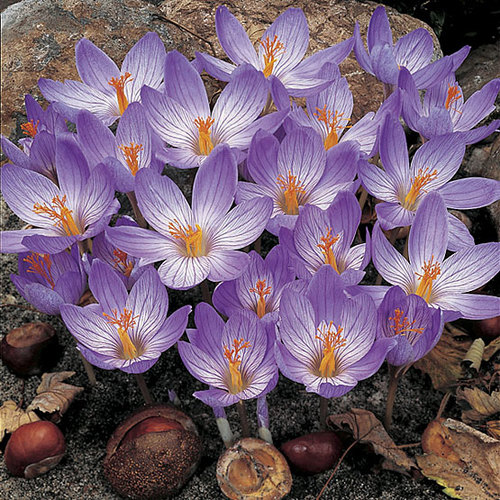 Crocus speciosus - FineGardening