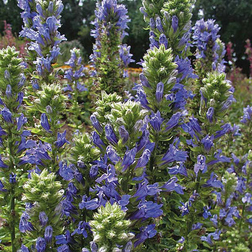 Turtlehead - Fine Gardening