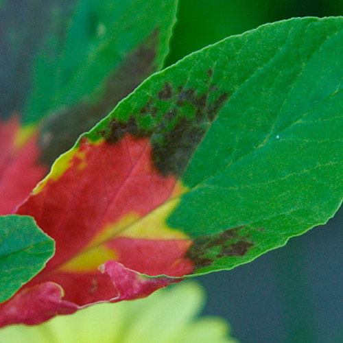 'Tricolor' copperleaf - Fine Gardening
