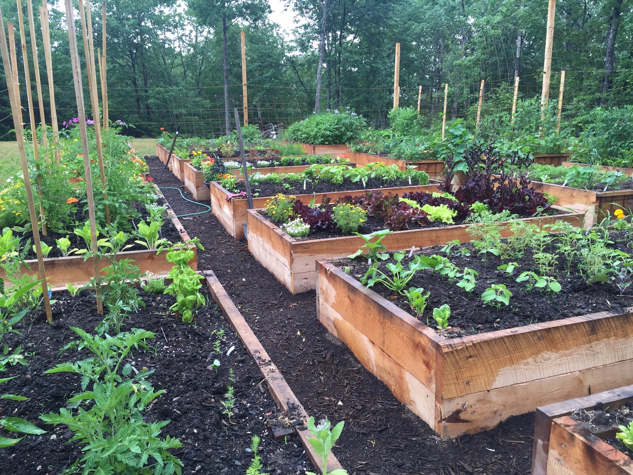 Vegetables Can Be Beautiful Too FineGardening