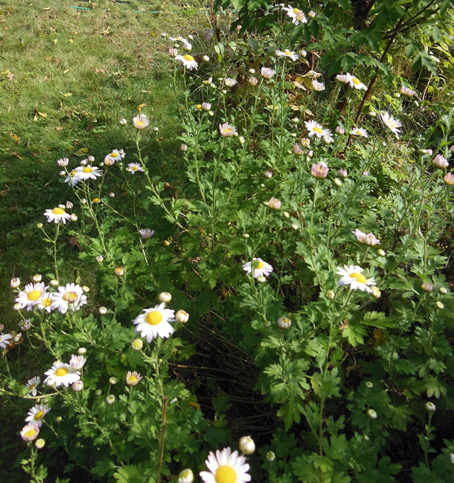 Fall Highlights from a New England Garden FineGardening