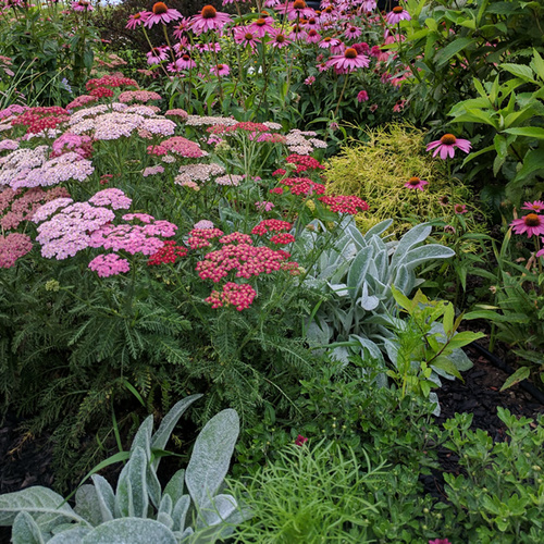 Vibrant Colored Blooms for All Seasons FineGardening