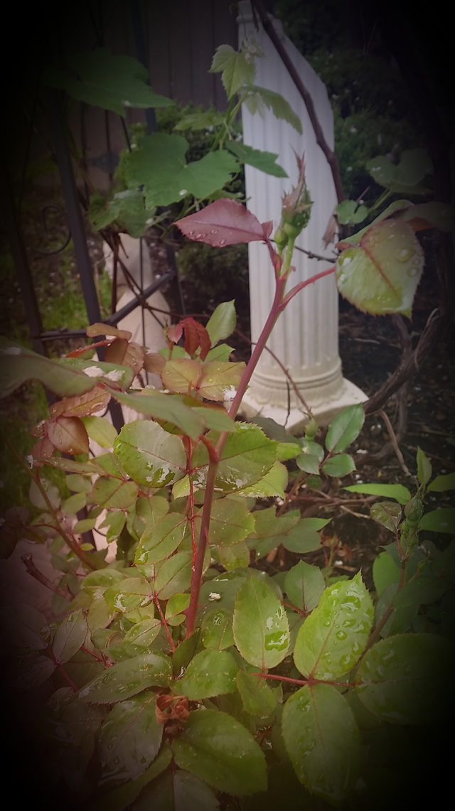 Garden Photos with Flair FineGardening