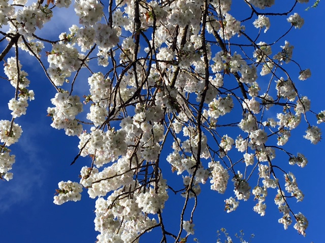 Spring Across the Pond - Fine Gardening