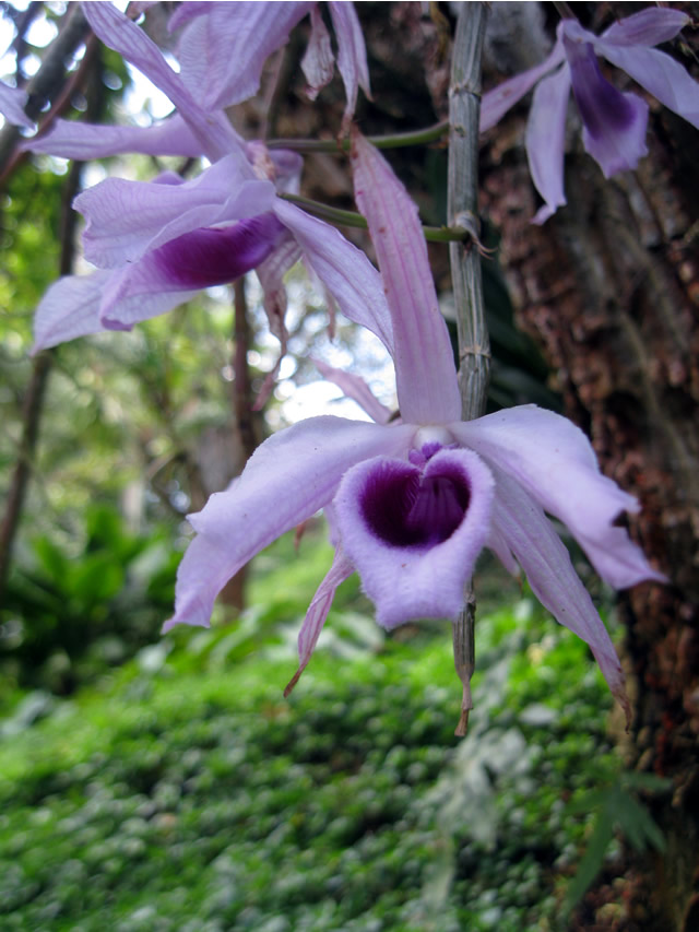 Orchids of Kauai FineGardening