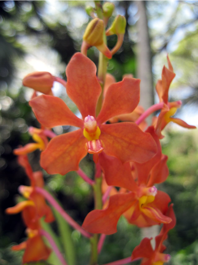 Orchids of Kauai FineGardening