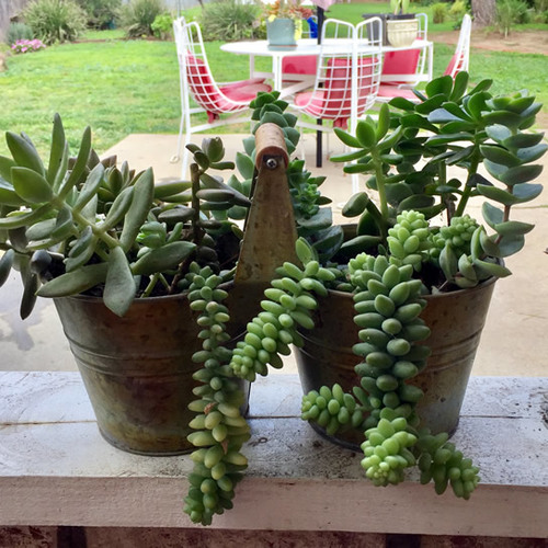 Succulents from Los Angeles FineGardening
