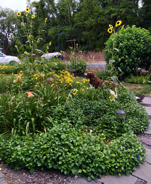 A Special Woodland Garden in Pennsylvania FineGardening