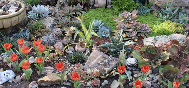 Succulents in Style - FineGardening