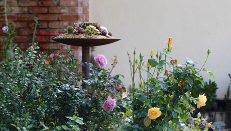 More Succulents! - FineGardening