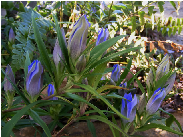 Your Next Favorite Blue Flower - FineGardening