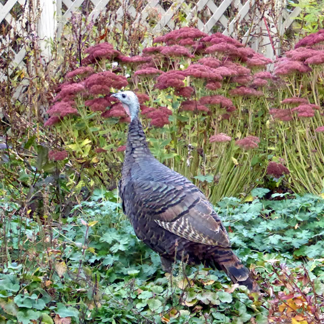 Wild Turkeys in the Garden FineGardening