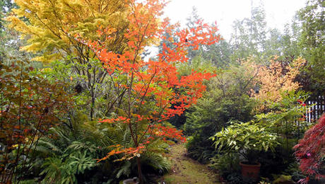 Fall Garden Appreciation - FineGardening