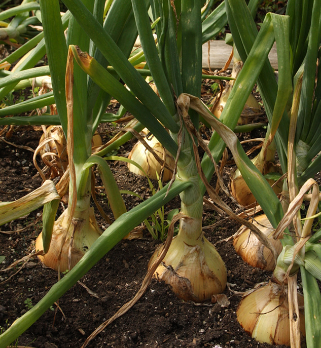 The secret to big homegrown onions FineGardening