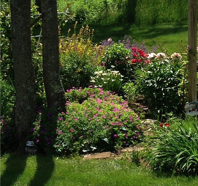 Lil's learn as you go lily garden FineGardening