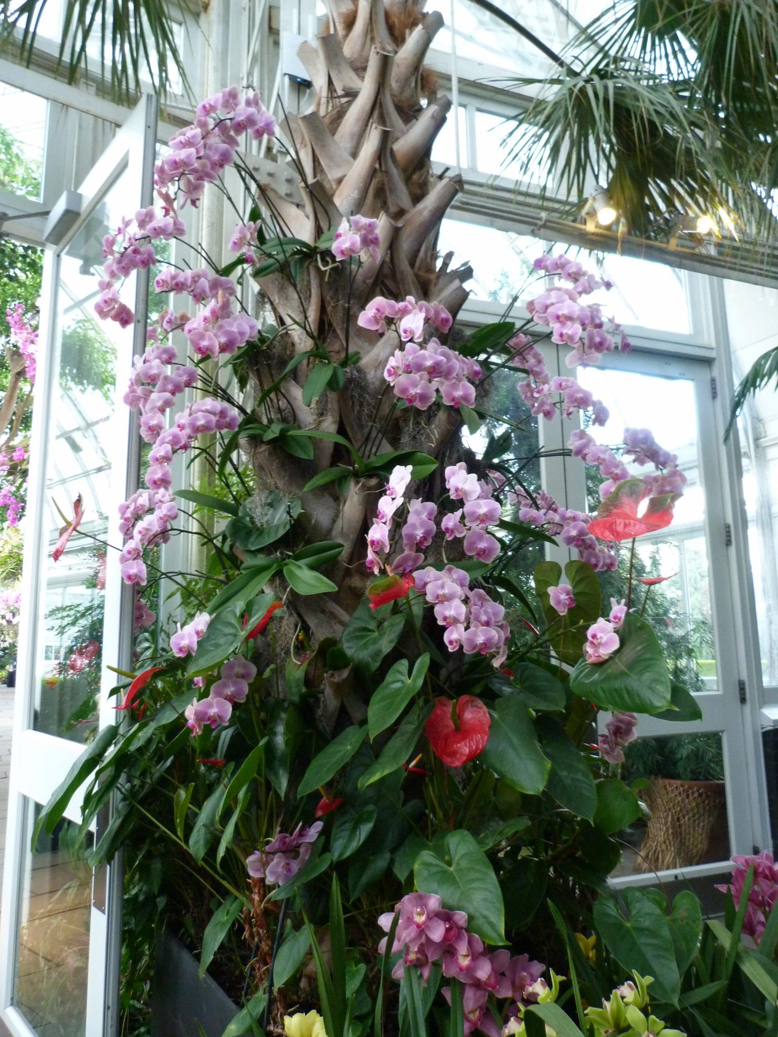The Orchid Show at the New York Botanical Garden FineGardening