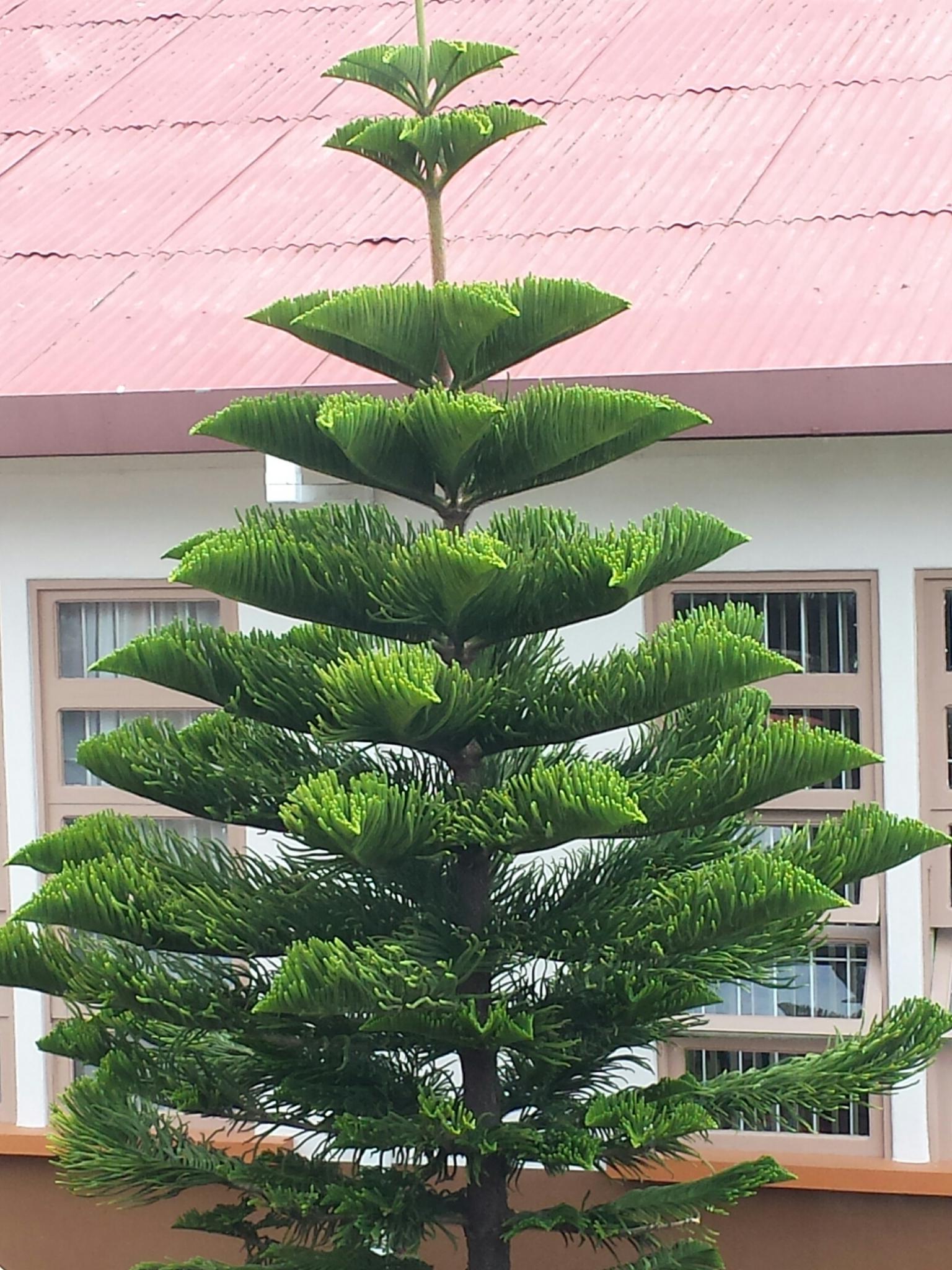 The foliage and flowers of Costa Rica, Day 1 FineGardening