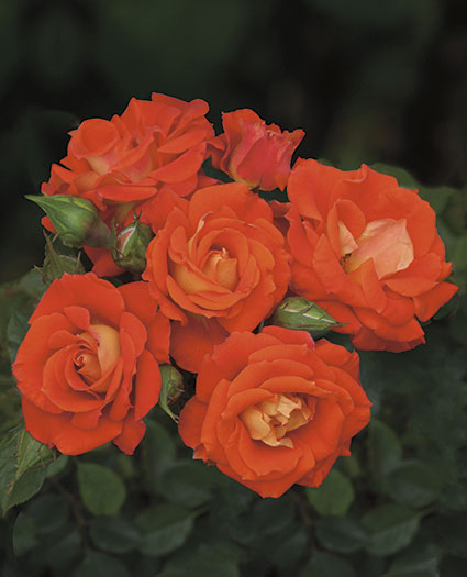Wweks Roses New Roses From Weeks Roses - Fine Gardening