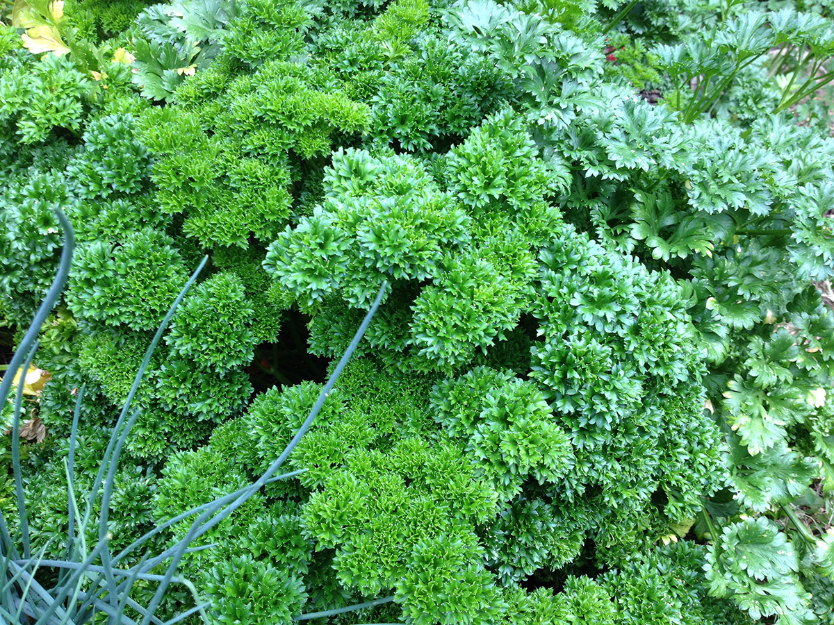 Gardening for butterflies in Tim's Ohio garden FineGardening