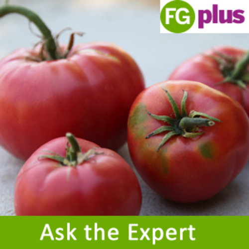 Top 5 Tomato Questions Answered Fine Gardening