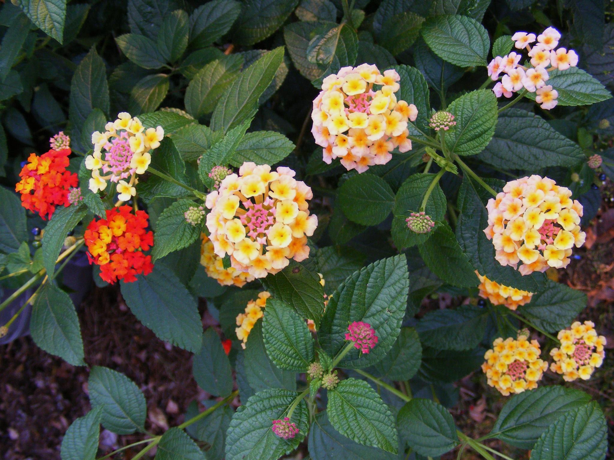 The end of the season in Jeff's Tennessee Garden, Day 2 FineGardening