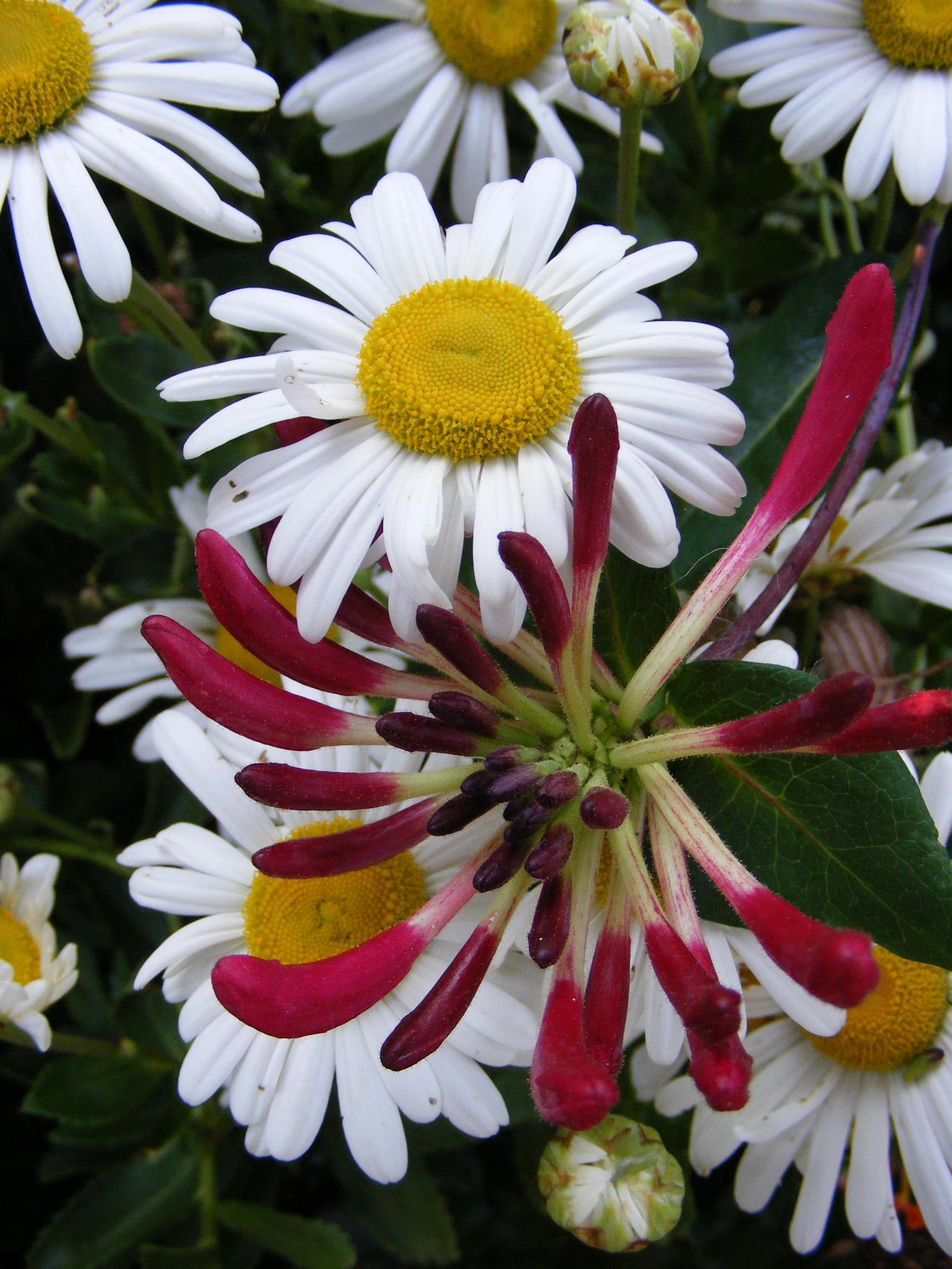 The end of the season in Jeff's Tennessee Garden, Day 2 FineGardening