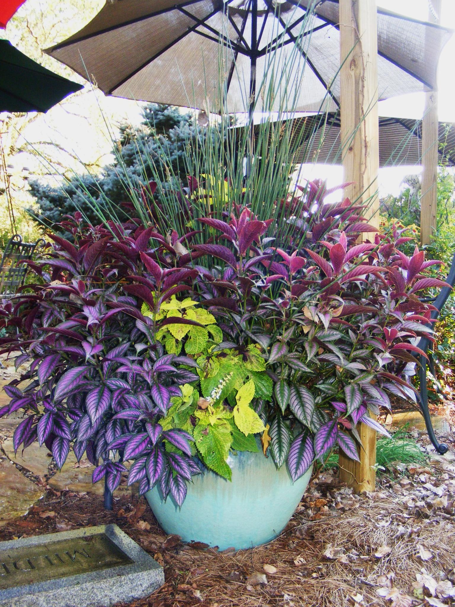 The end of the season in Jeff's Tennessee Garden, Day 1 FineGardening