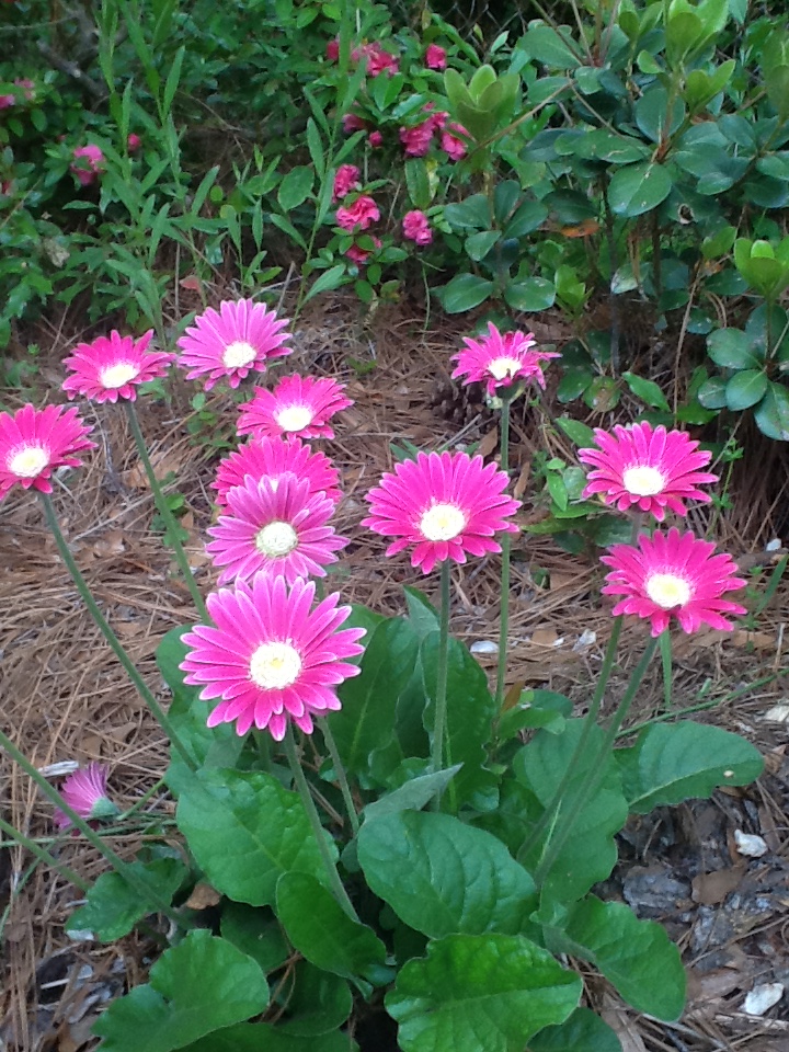 Linda's Coastal North Carolina Garden FineGardening