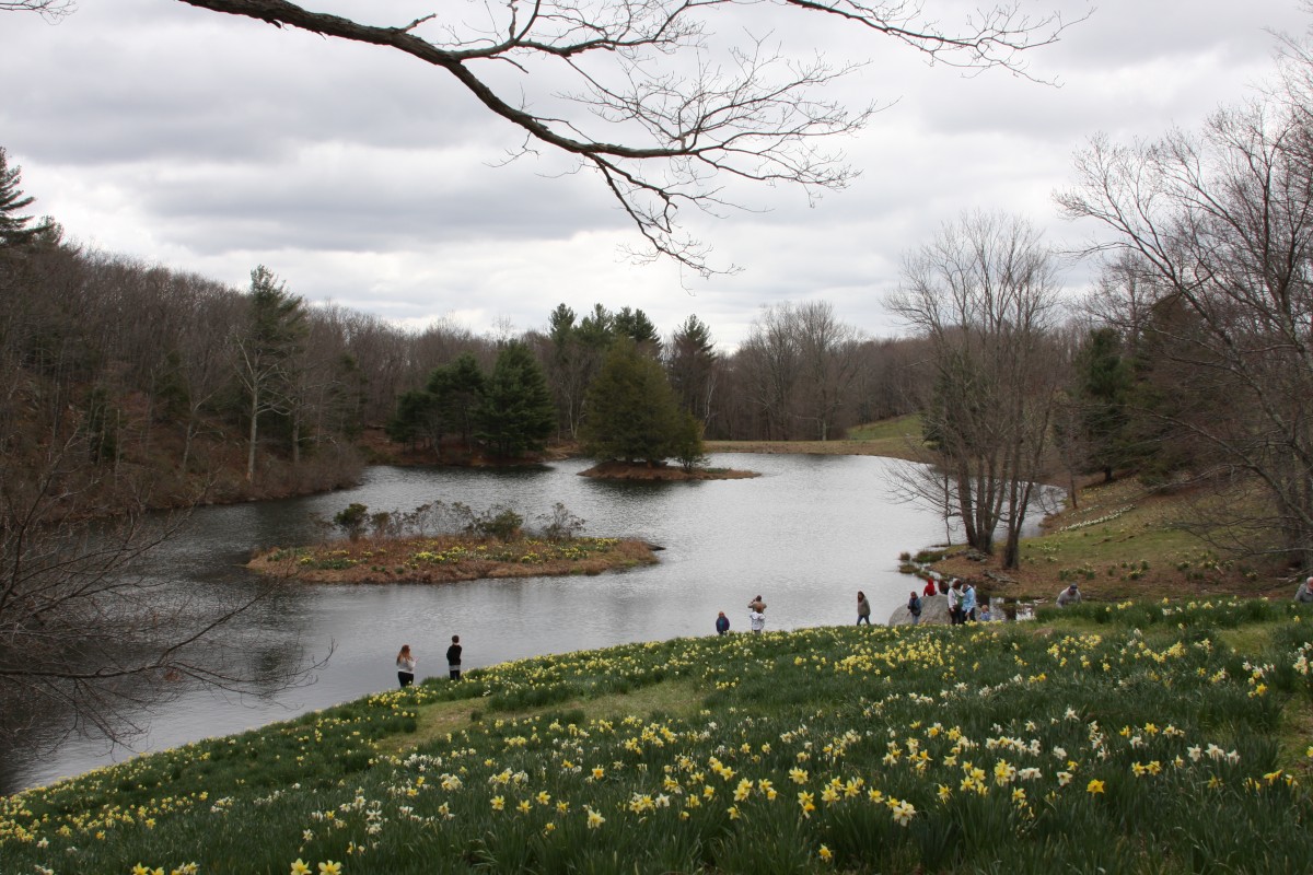 Fields of daffodils in Connecticut FineGardening