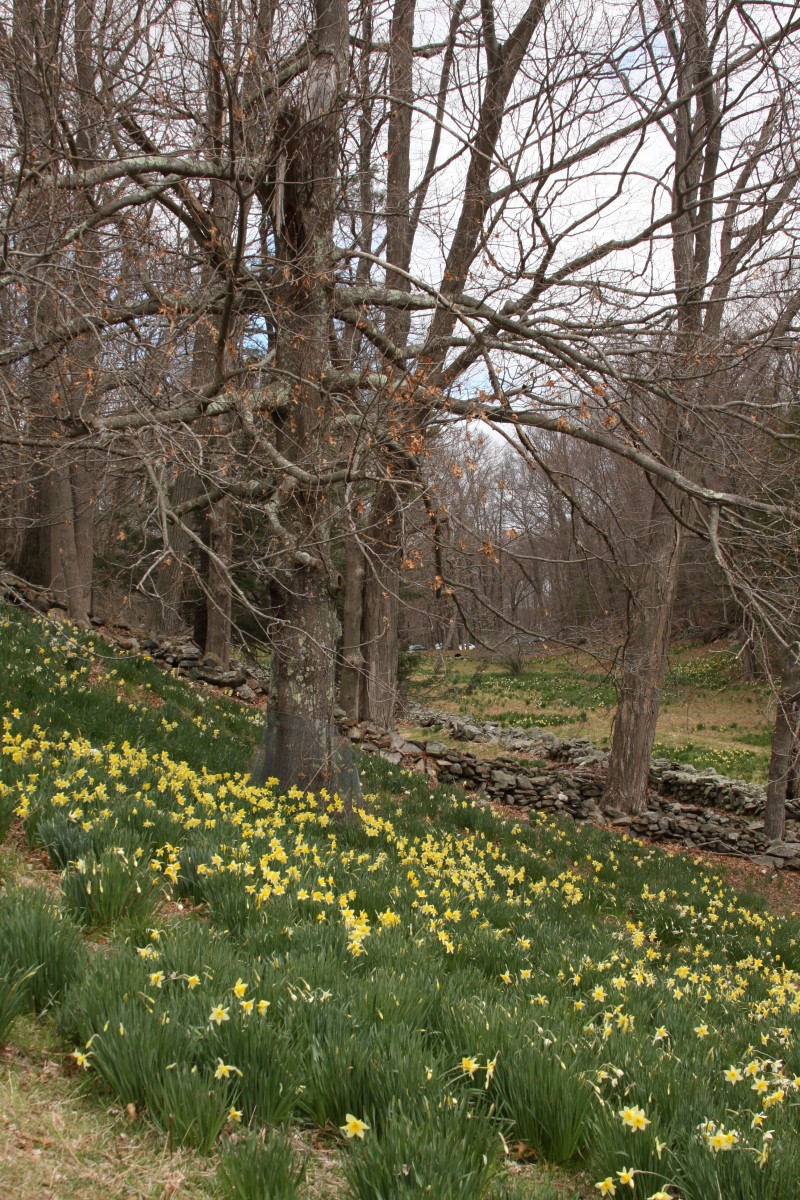 Fields of daffodils in Connecticut FineGardening