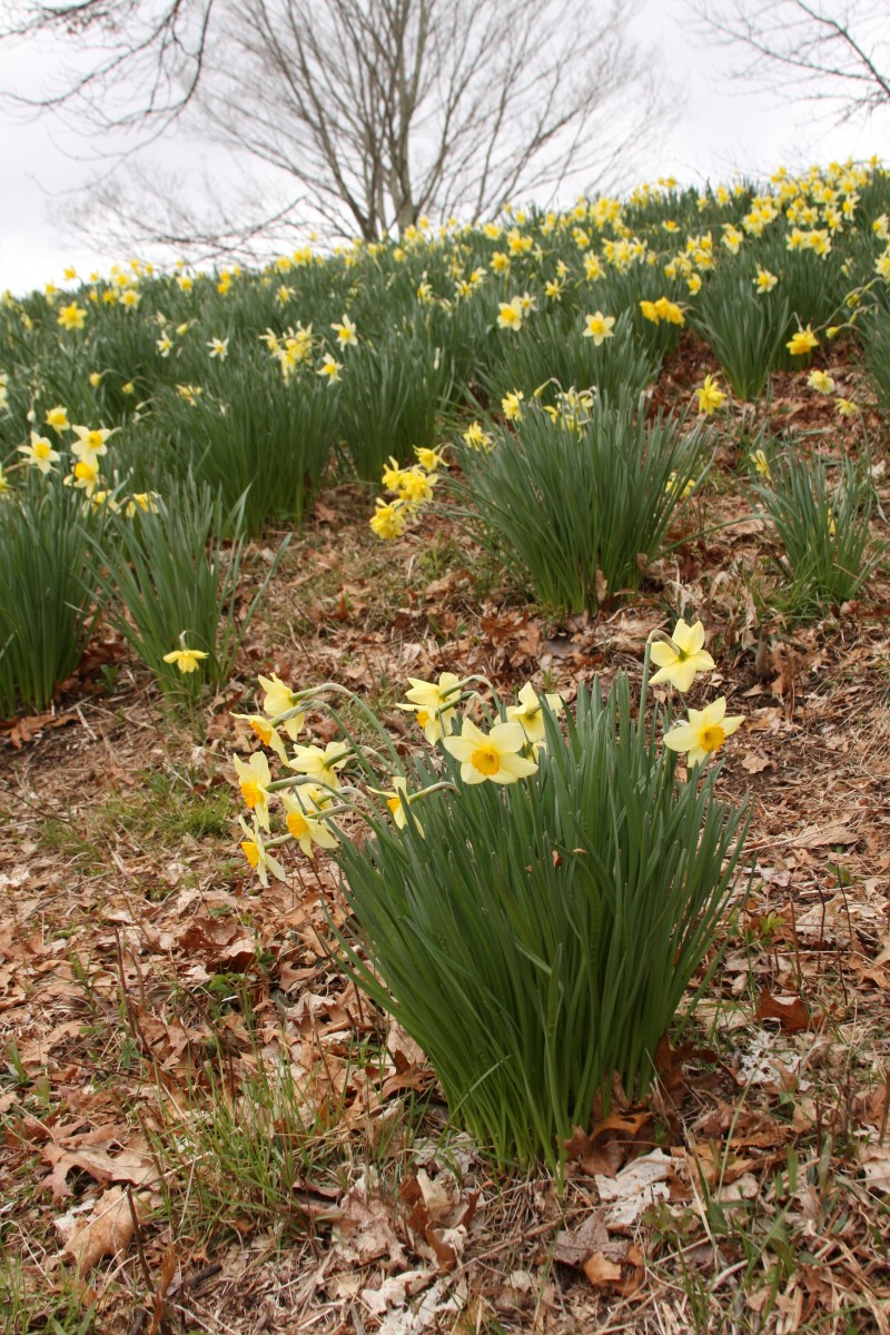Fields of daffodils in Connecticut FineGardening