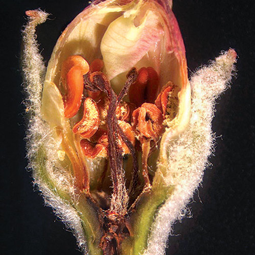 The Dangers of a Spring Cold Snap Fine Gardening