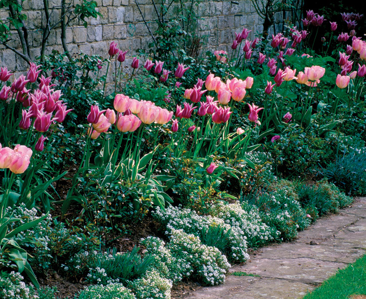 Sweetly Scented Annuals FineGardening