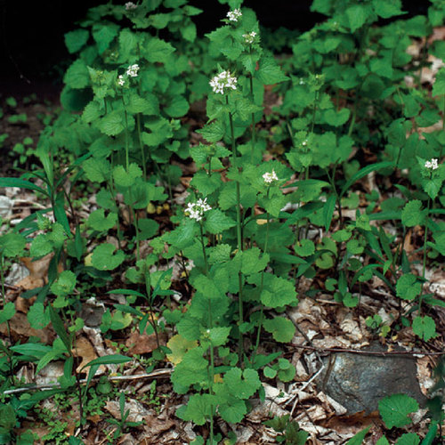 How to Identify And Remove Garlic Mustard HuffPos