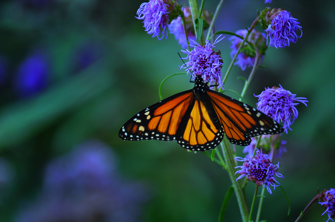 John's butterfly garden in Michigan FineGardening
