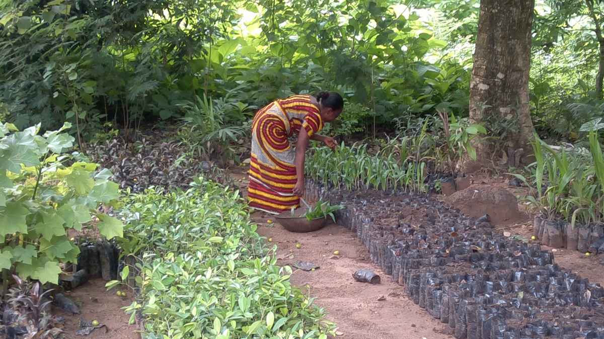 Annita's garden and nurserywork in NIGERIA! FineGardening