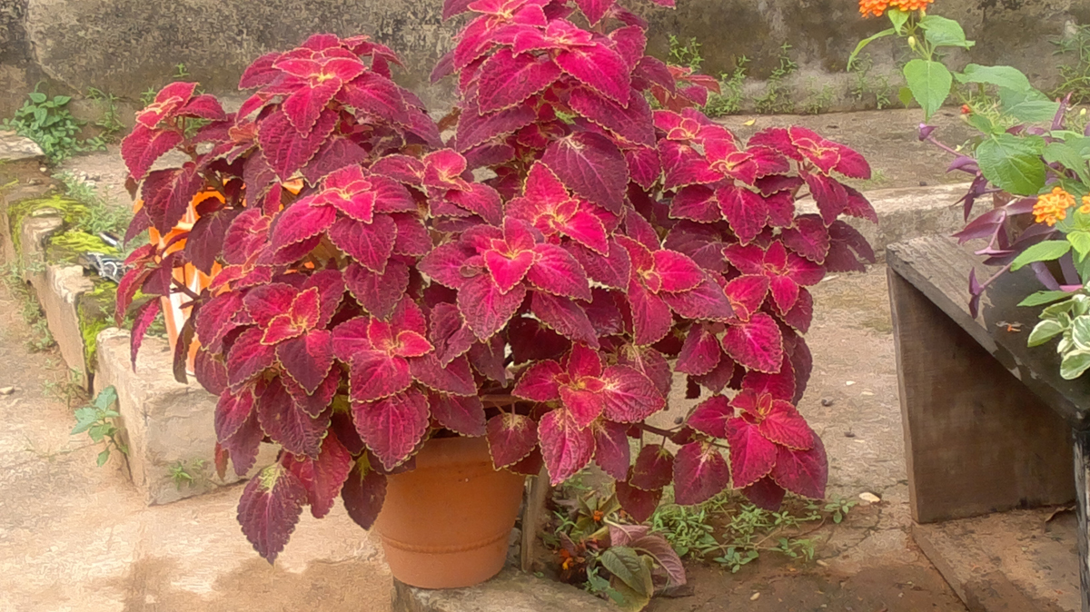 Annita�s garden and nurserywork in NIGERIA! FineGardening