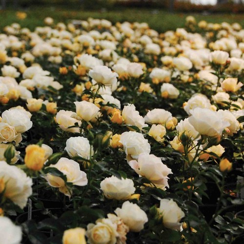 2014 New Rose Introductions. Star Roses & Plants - Fine Gardening