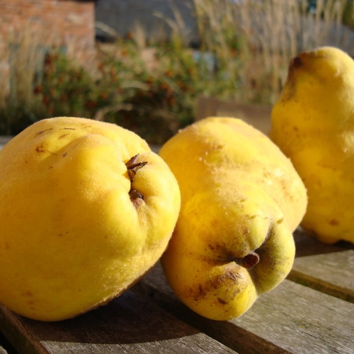 Quince for the memory - Fine Gardening