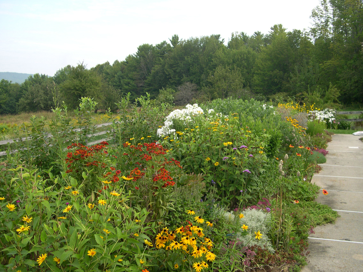 Harriet's swimming pool garden in Maine, in August - FineGardening