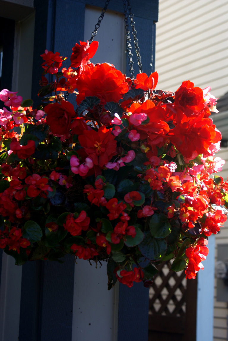Cherry’s Hanging Baskets and Window Boxes FineGardening