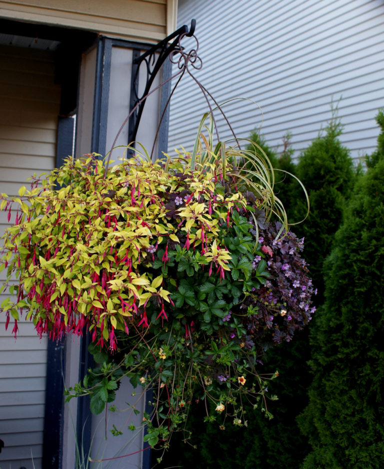 Cherry’s Hanging Baskets and Window Boxes FineGardening