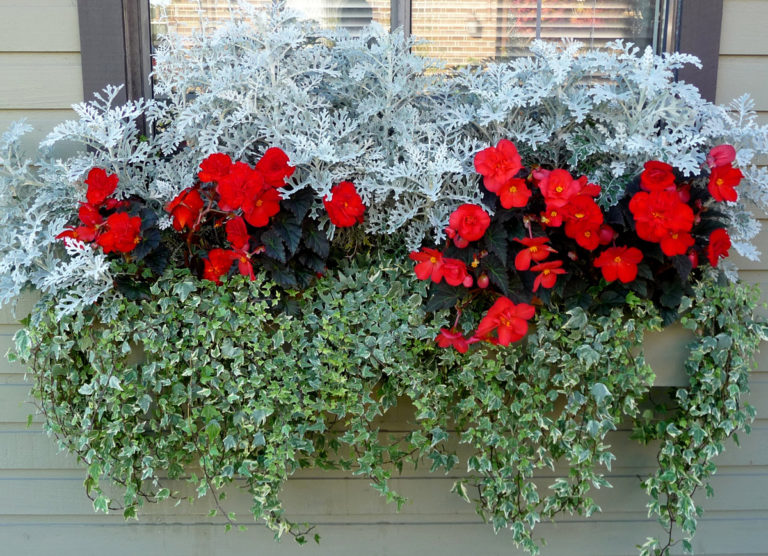 Cherry’s Hanging Baskets and Window Boxes FineGardening