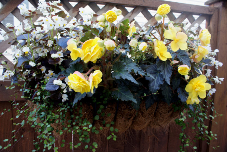 Cherry’s Hanging Baskets and Window Boxes FineGardening