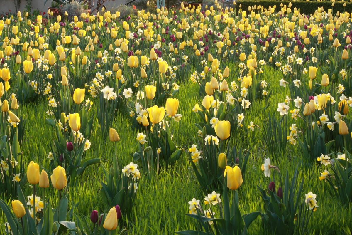 Spring at Chanticleer, Day 1 Bulbs, Stone, and the Bulb Meadow